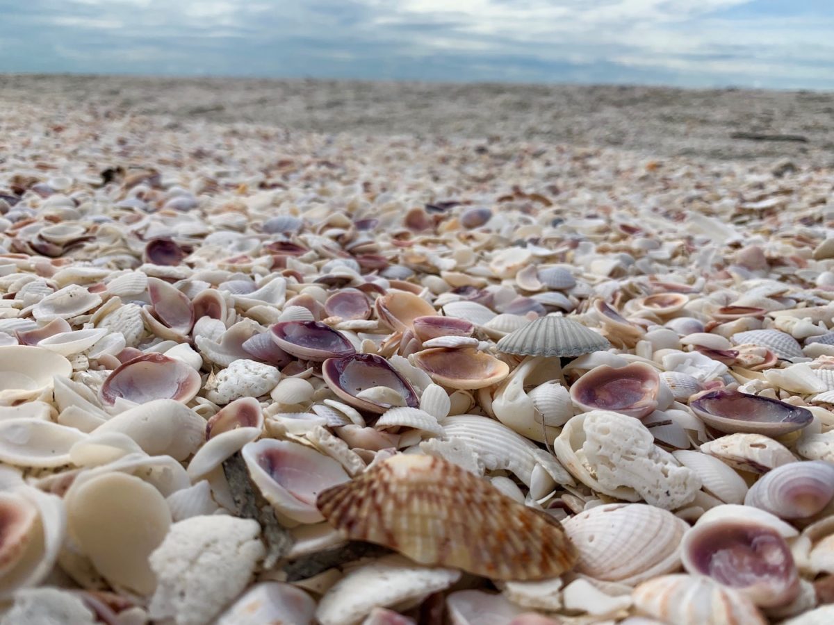 Shells on Sanibel Island